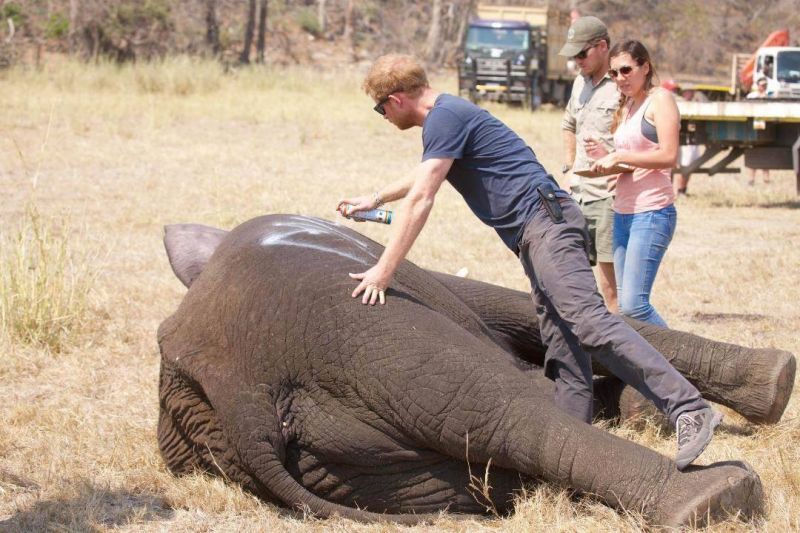 Zdaj je znano, kaj je princ Harry poleti počel v Afriki