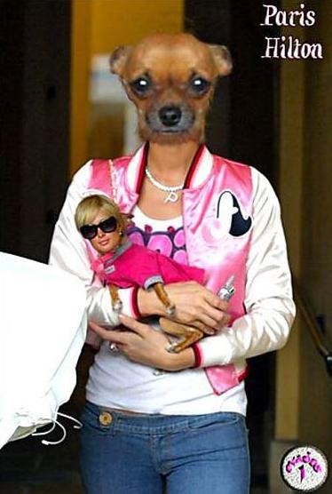FOTO Vas zanima kako izgleda Paris Hilton z glavo čivave?