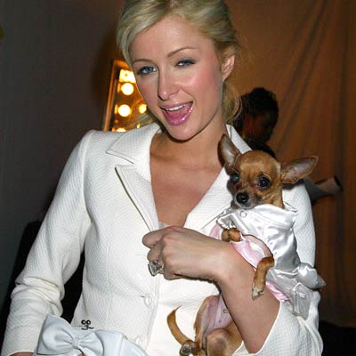 Čivava Paris Hilton se je polulala po dragocenih čevljih
