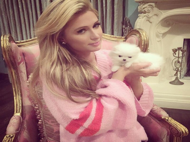 Ojoj! Paris Hilton bo najela varuško za svojega novega psička!