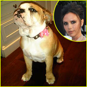 FOTO Victoria Beckham svoji psici Coco lakira nohte
