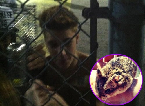 Justin Bieber: Svojega hrčka je dal kar Belieberki!