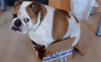 Ko se poskuša trmast bulldog stlačiti v premajhno škatlo...