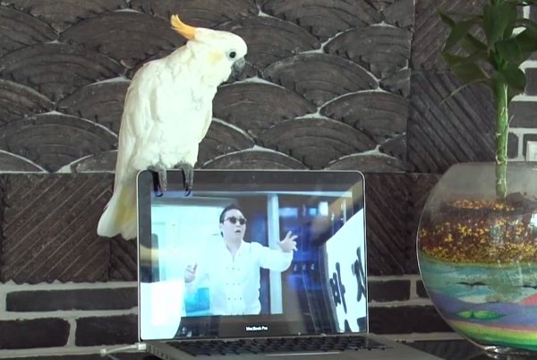 Smešno! Ko papiga poje na Gangnam style...