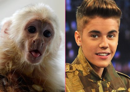 Justin Bieber: Njegova opica je še vedno v zavetišču za živali!