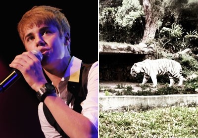 Je Justin Bieber pravkar kupil tigra?