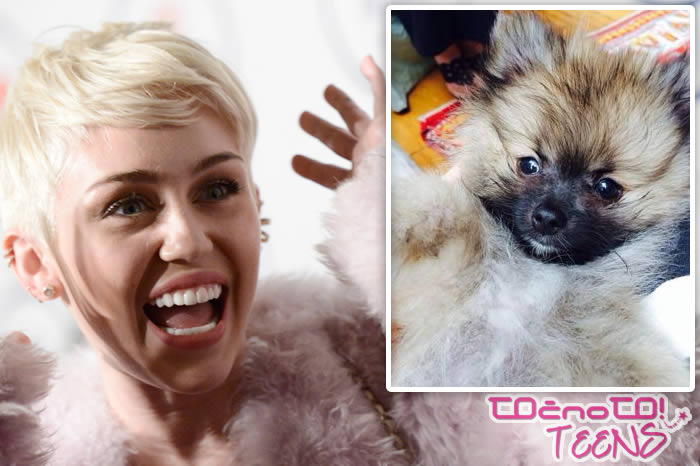 Miley že kupila novega psička!