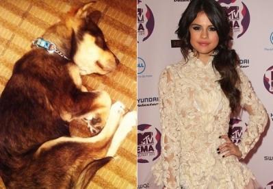 Žalostno! Selena Gomez: Njen posvojeni psiček potrebuje operacijo!
