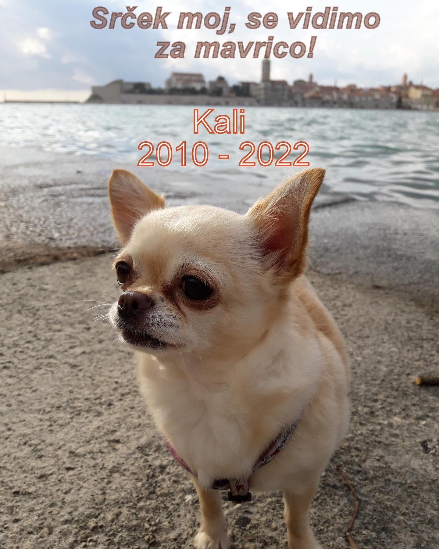 Preminula psička Kali. Vir: Instagram