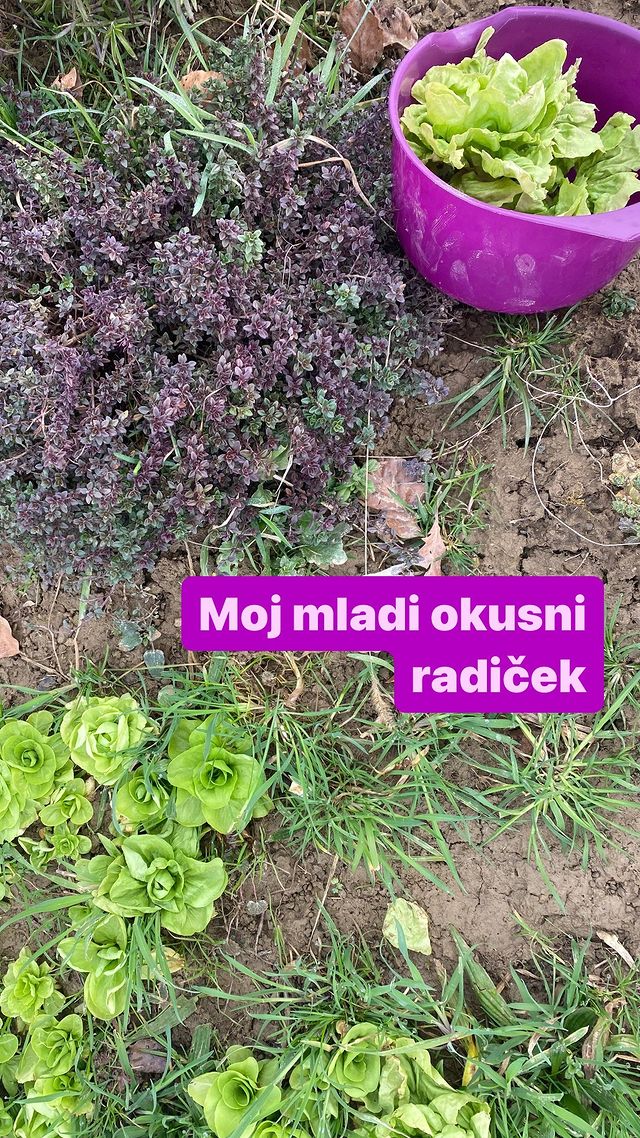 Tanja že uživa v radiču. Vir: Instagram