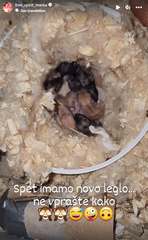 Dobili so novo leglo. Vir: Instagram