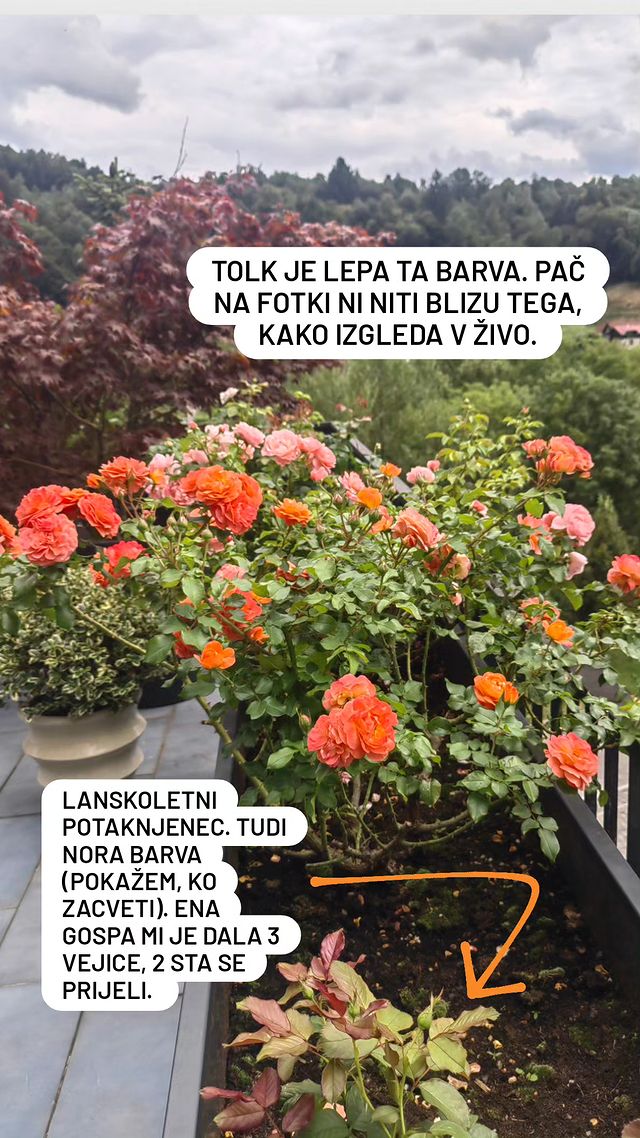 Bujno cvetje Alenke Ružić Jovović na njeni terasi