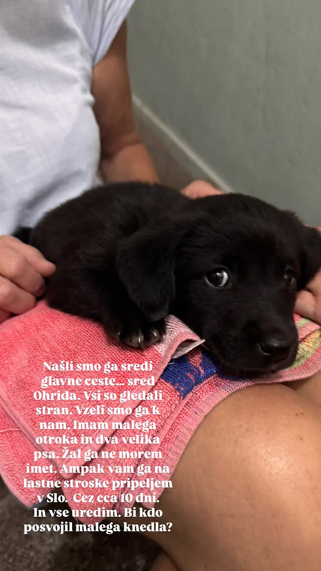 Kori je našel majhnega kužka