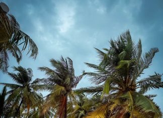 Rale na Maldivih