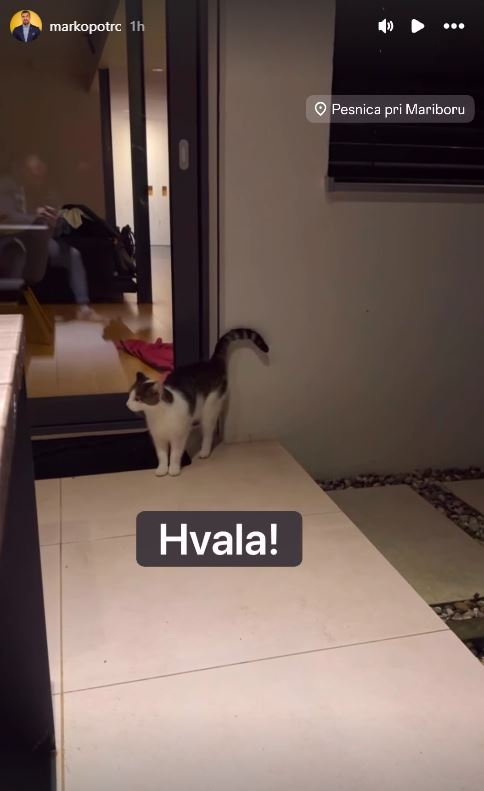 Marko Potrč išče lastnike te mucke. Vir: Instagram