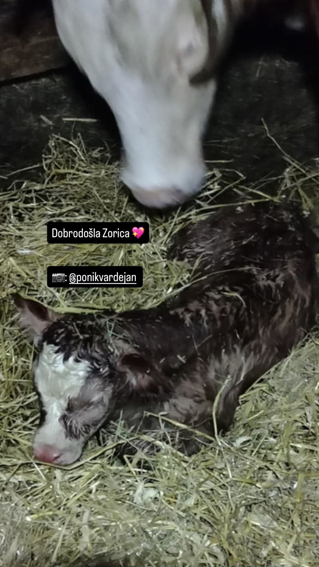 Patricija je pokazala njihovo Zorico. Vir: Instagram