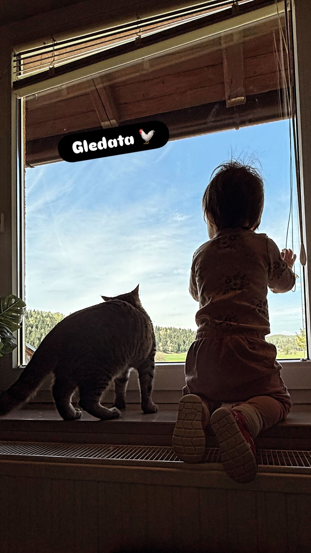 Mala Hajdi in mucek gledata kokoške